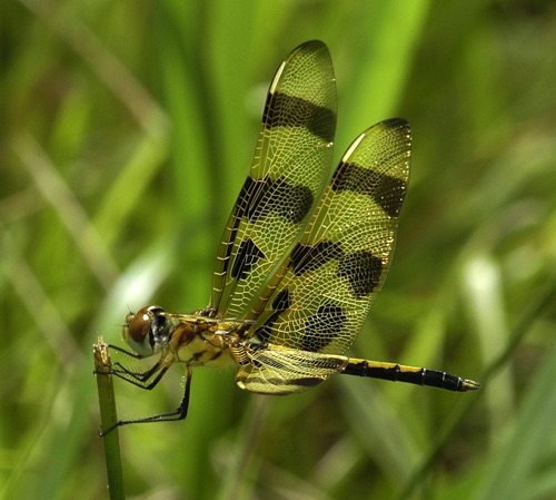 Male, immature
2005_06_26_Putnam